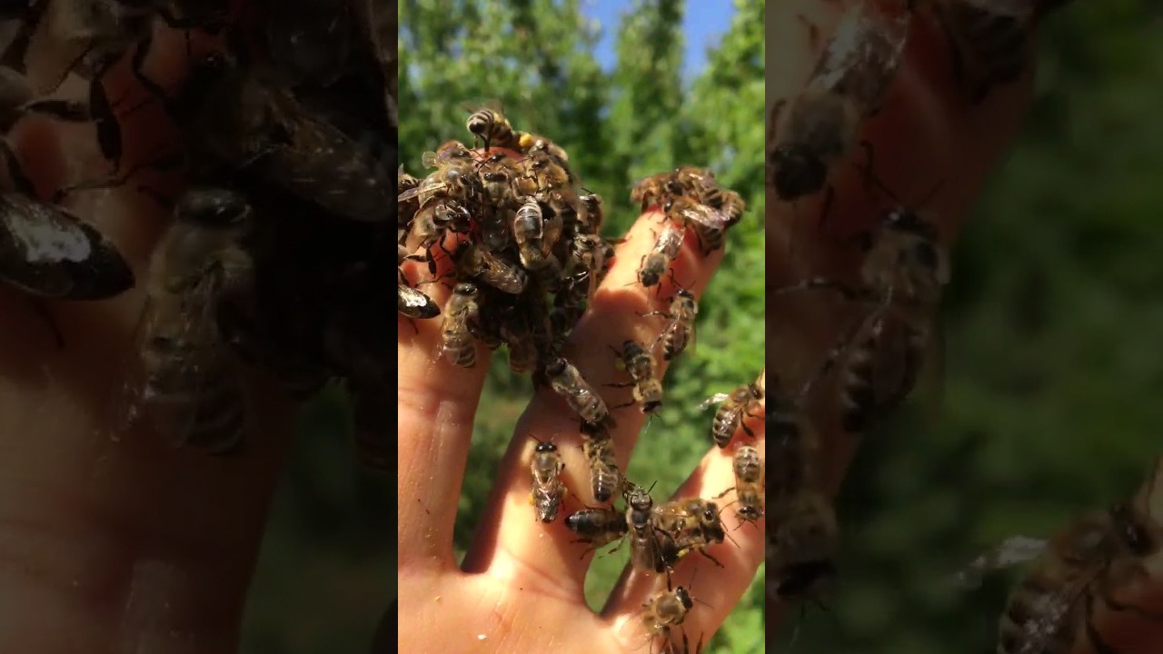 Любовь❤🐝#пчёлы #пасека #апитерапия #пчеловодствоснуля #bees #honeybee #savethebees #apismellifera
