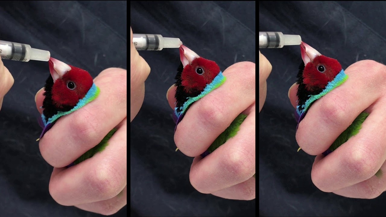 Calgary Avian & Exotic Pet Clinic: Medicating Canaries and Finches