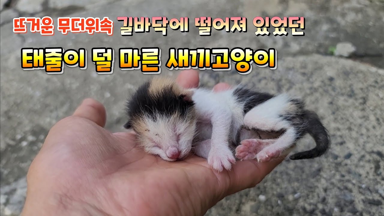태줄이 덜 마른채 길에 누워있던  꼬물이를 데려왔어요