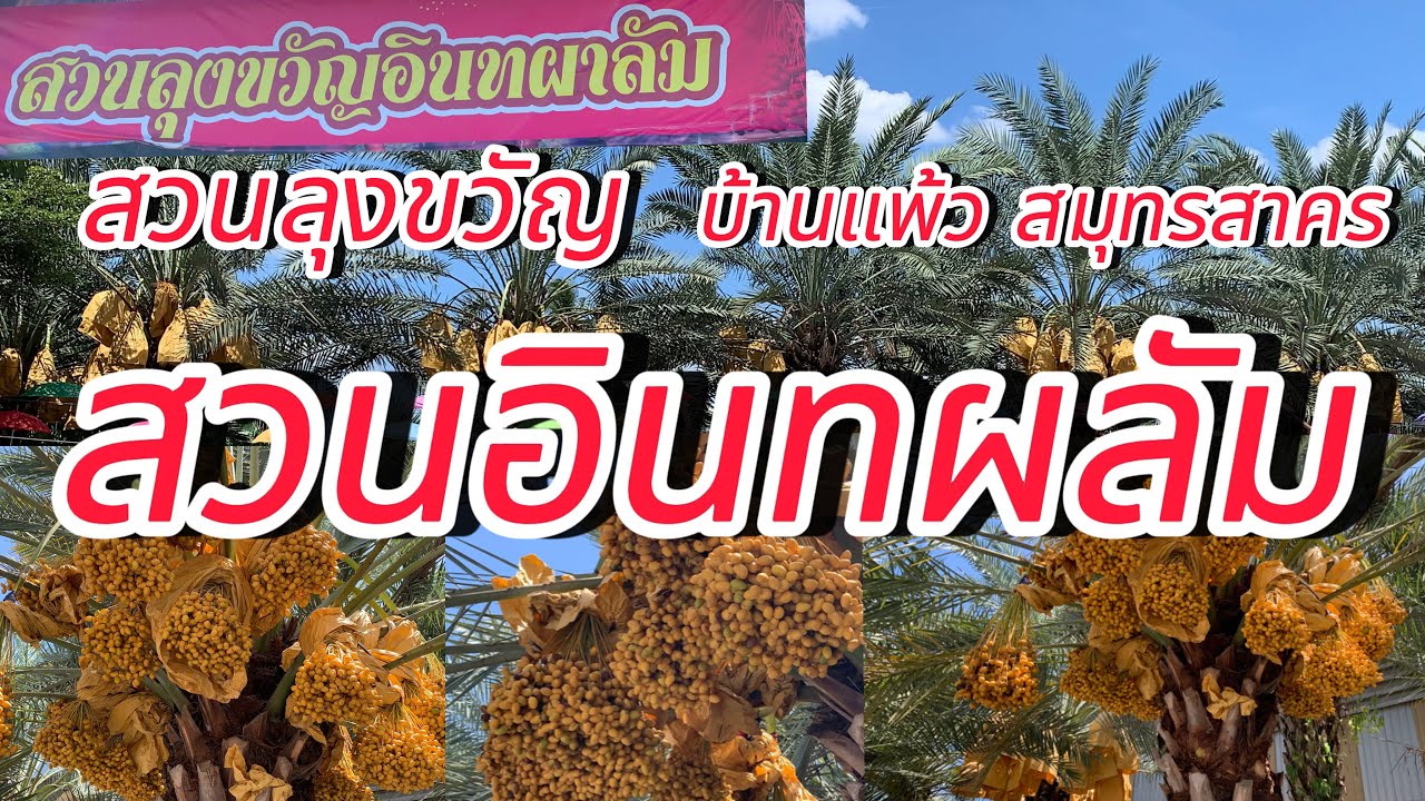 เปิดแล้ว!!!สวนอินทผลัม…สวนลุงขวัญ อำเภอบ้านแพ้ว จังหวัดสมุทรสาคร