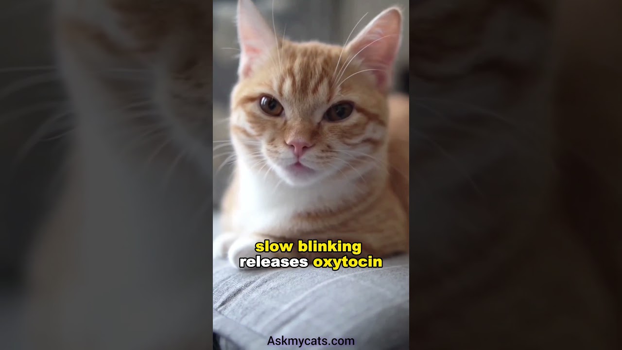 Why your cat slow blink at you?