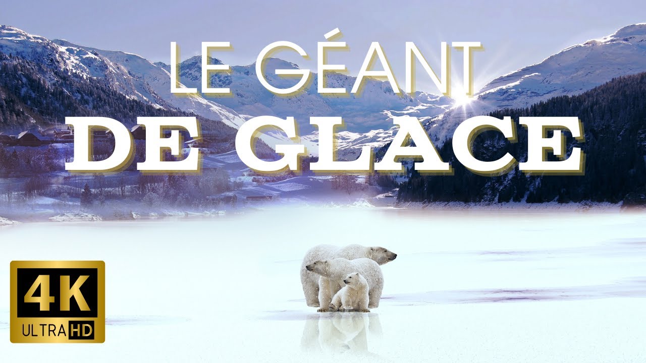 Dans le royaume glacé de l'Ours Polaire : REPORTAGE 4K