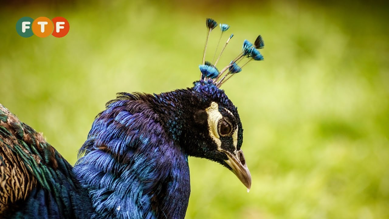 Peacock Habitat and Food, Nests, Eggs, Courtship in the Wild