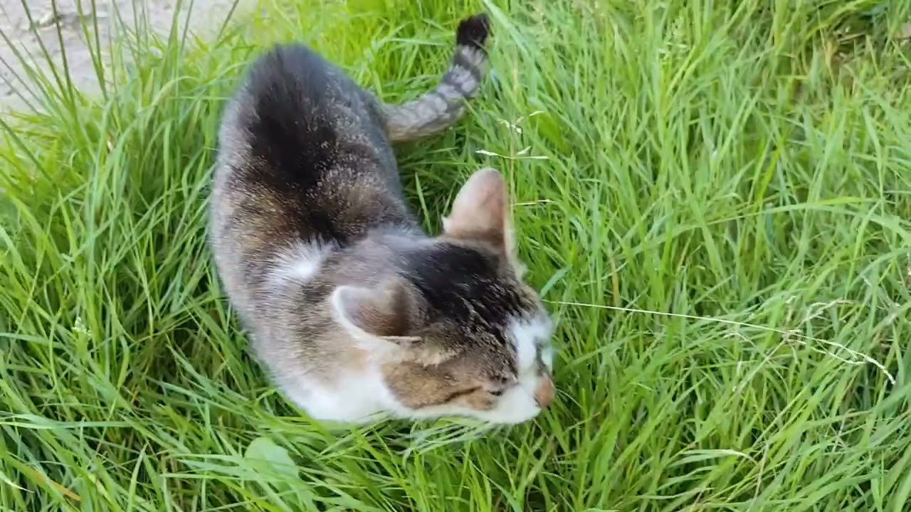 Kind mit Katze
