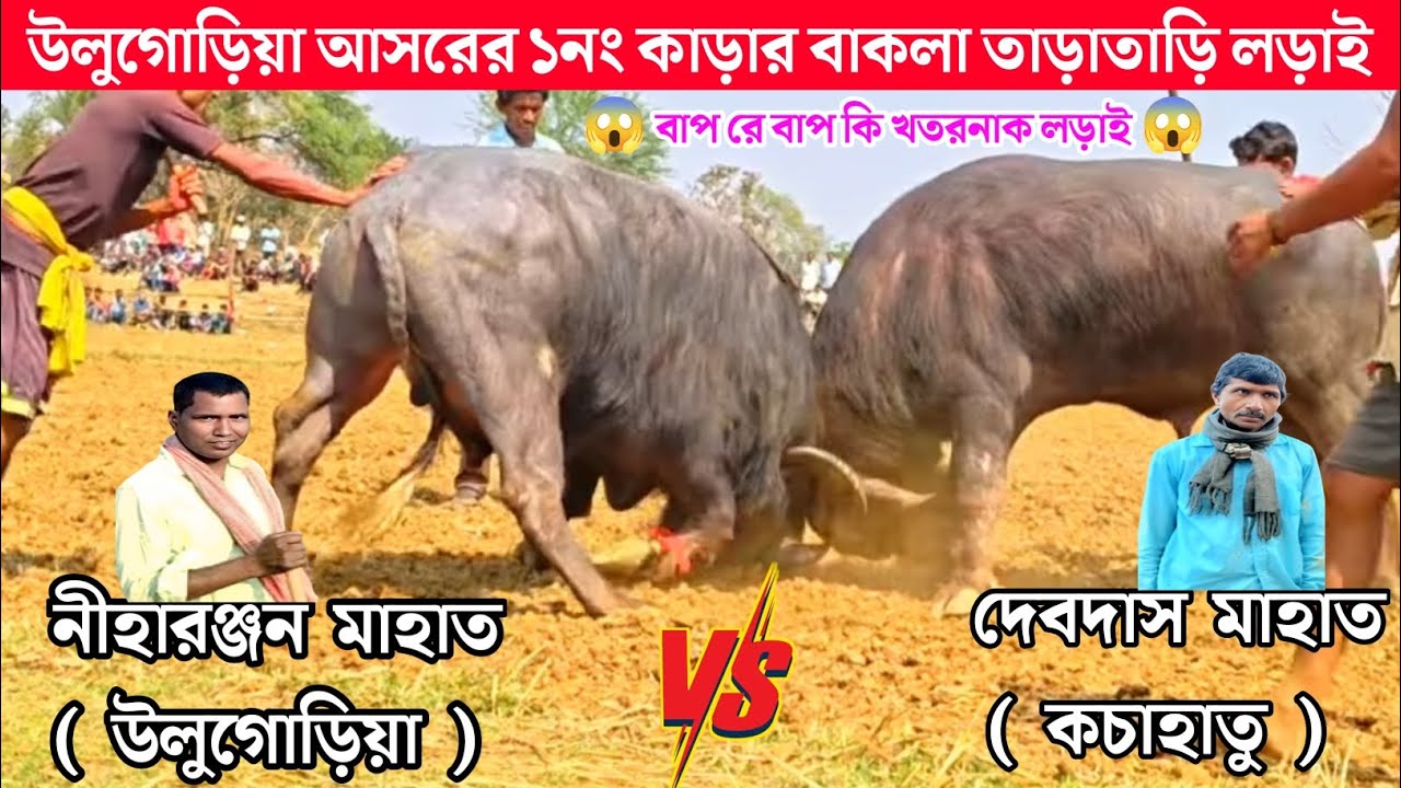 উলুগোড়িয়া ১নং লড়াই  | Ulugoria Kara Larai | Purulia Kara Ladai 2026 | Purulia Today Kara Ladai |