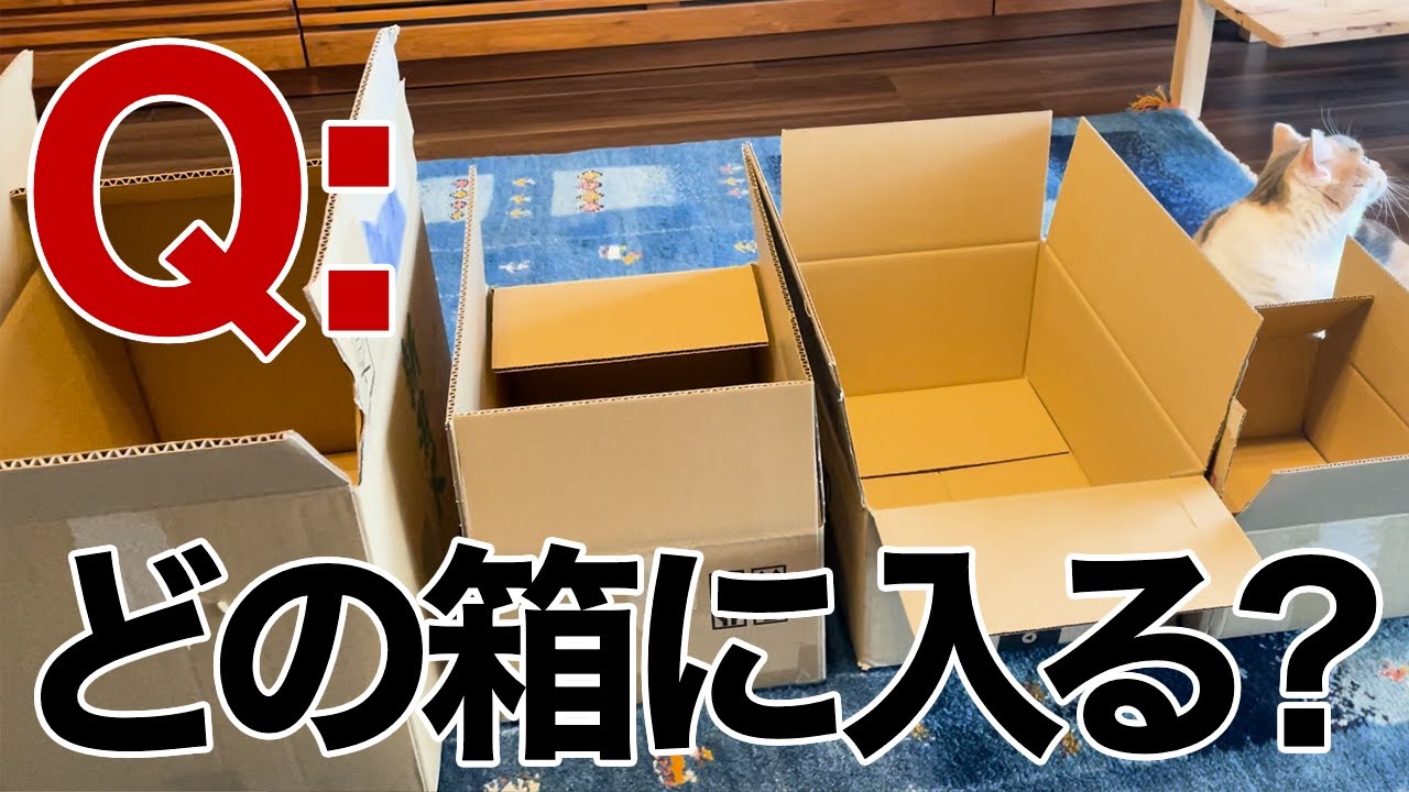 【三毛猫マンチカンのチー】段ボールを並べてみた