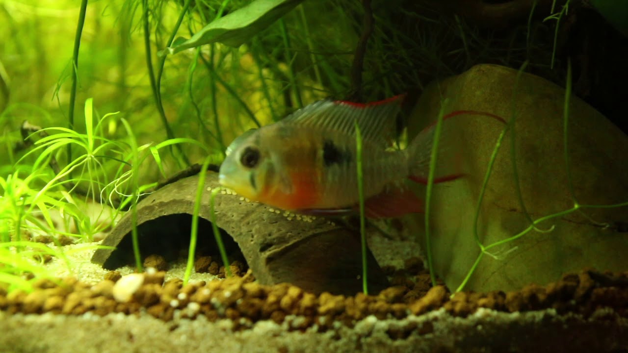 Mikrogeophagus altispinosus laying eggs