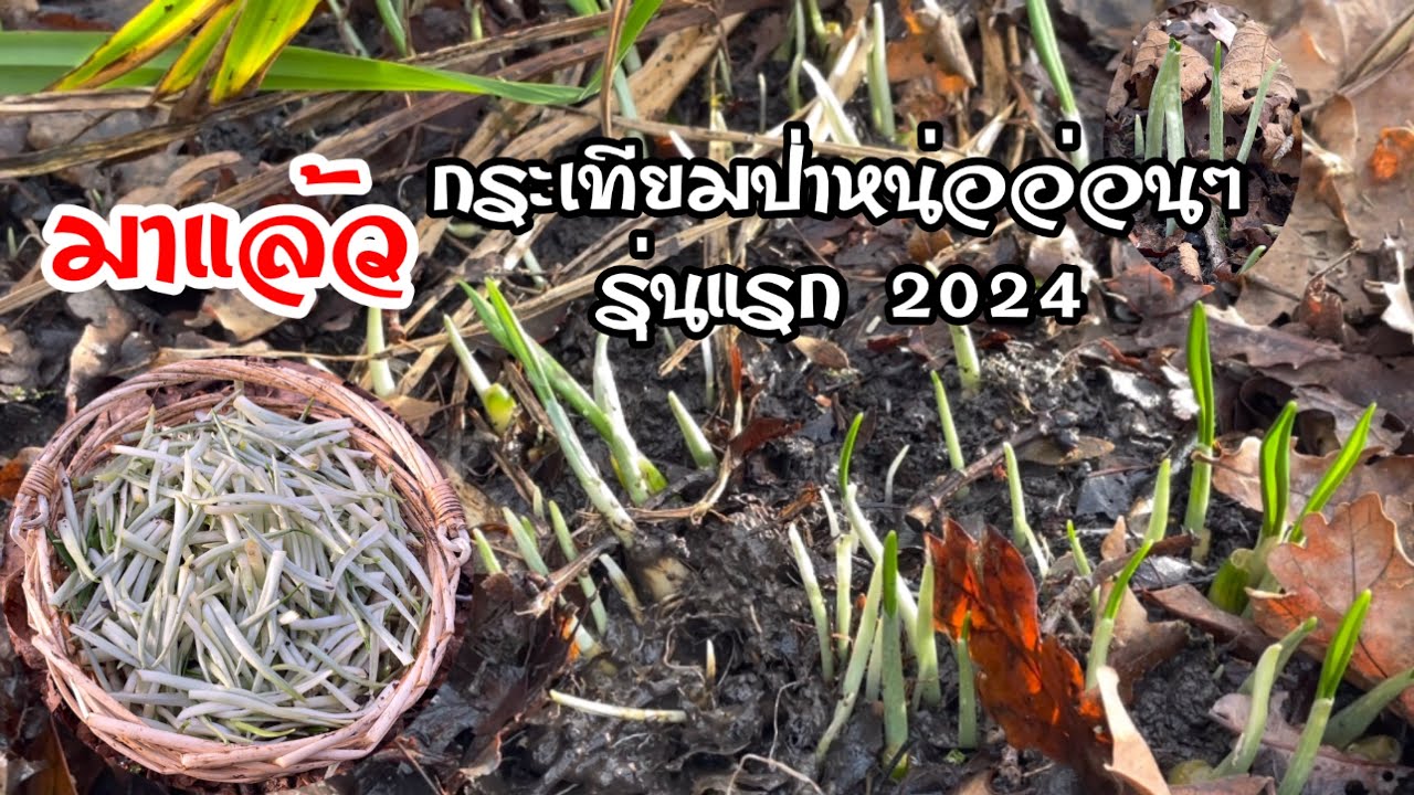 ตัดหน่อกระเทียมป่าอ่อนๆ รุ่นแรกของปีนี้ 2024 จ้า Wild Garlic 🌱🏴󠁧󠁢󠁥󠁮󠁧󠁿