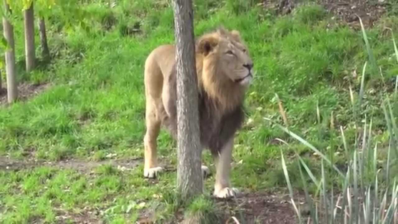 Radja - Asiatic Lion of Zurich Zoo Roaring