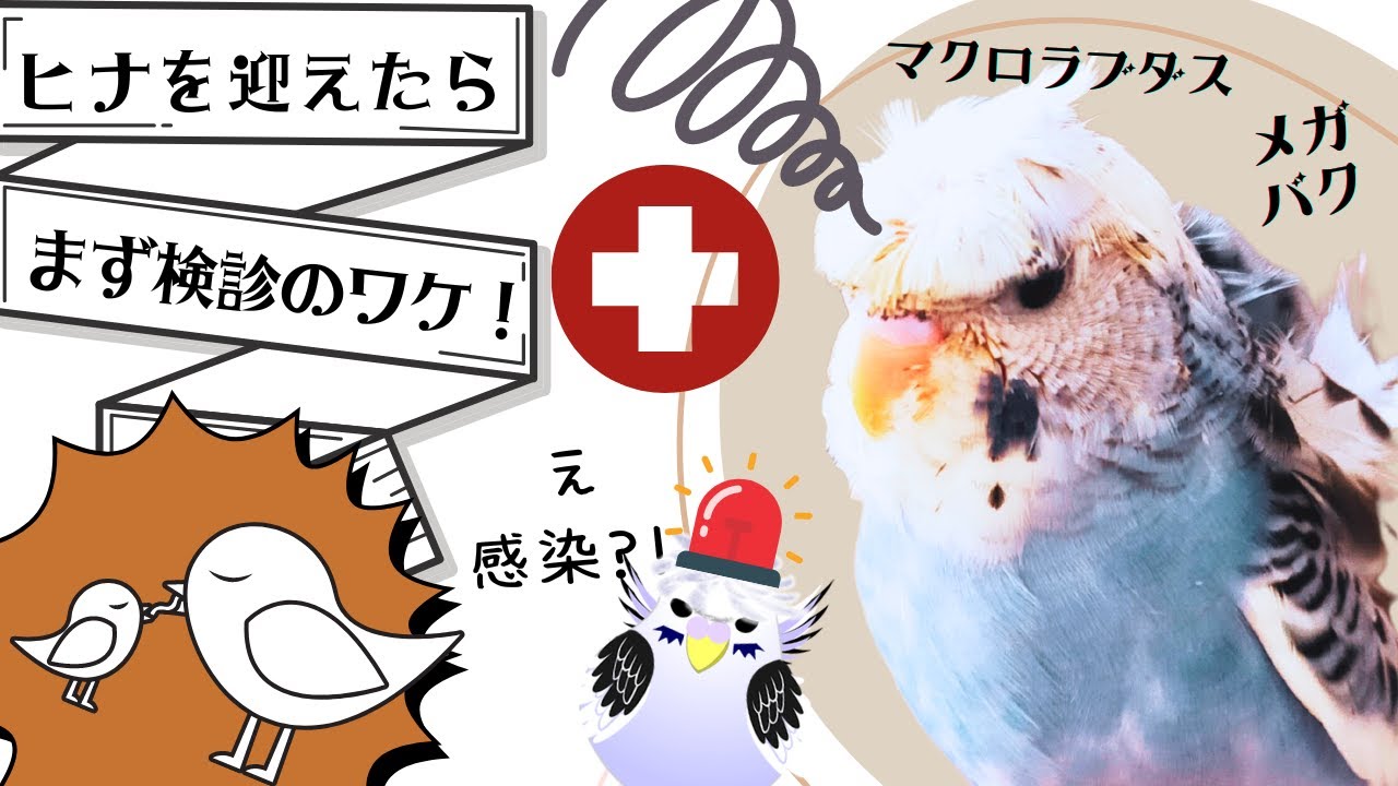 マクロラブダス症感染発覚！メガバクテリア+温度管理ガイド【保存版】～新入りインコ成長記Vlog