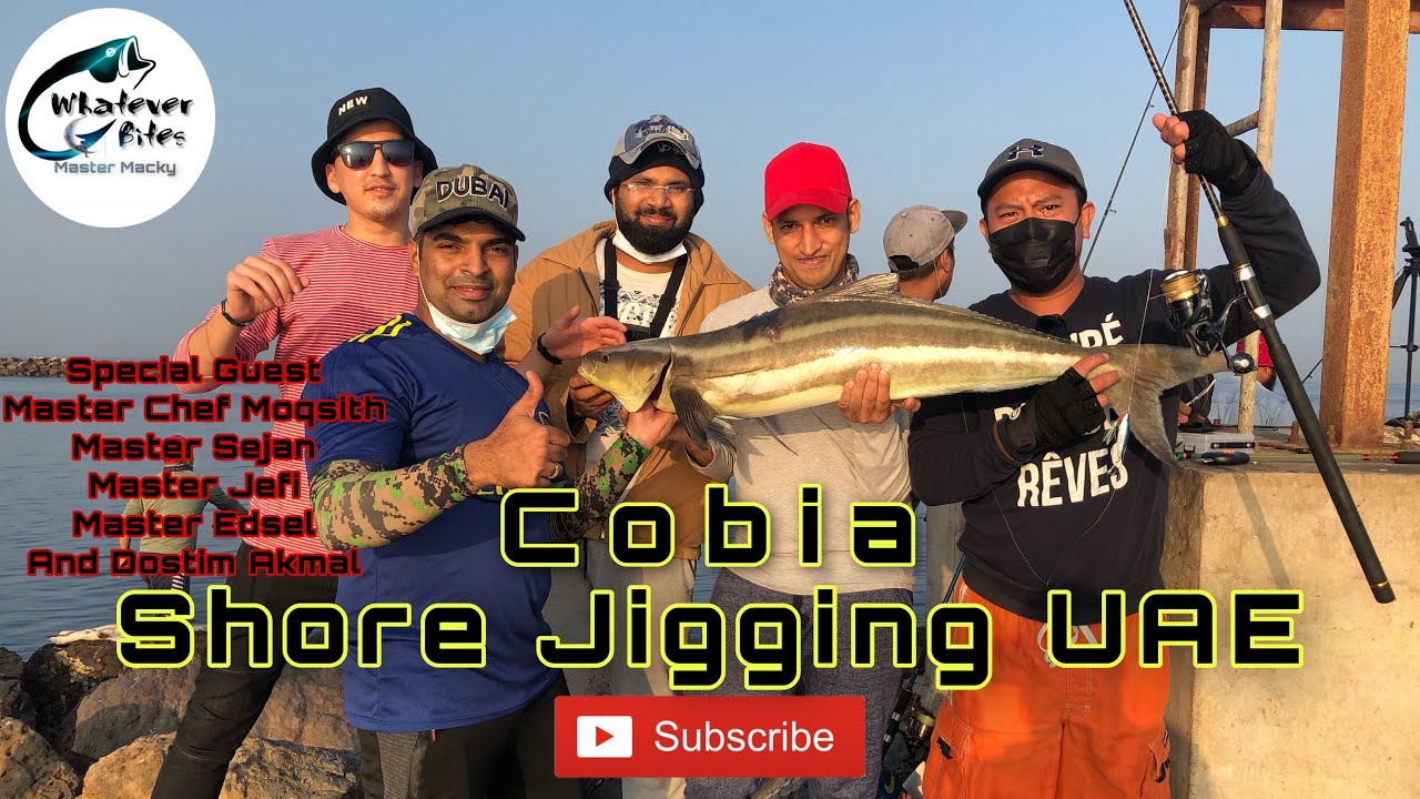 Cobia 11.06kg Full fight | Shore Jigging | Ajman UAE | Master Macky