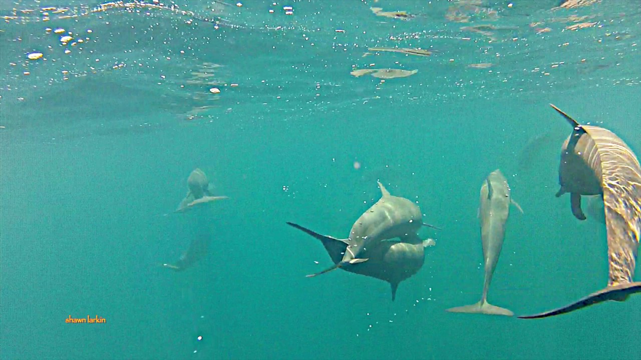 Orcas About Costa Cetacea Media Costa Cetacea