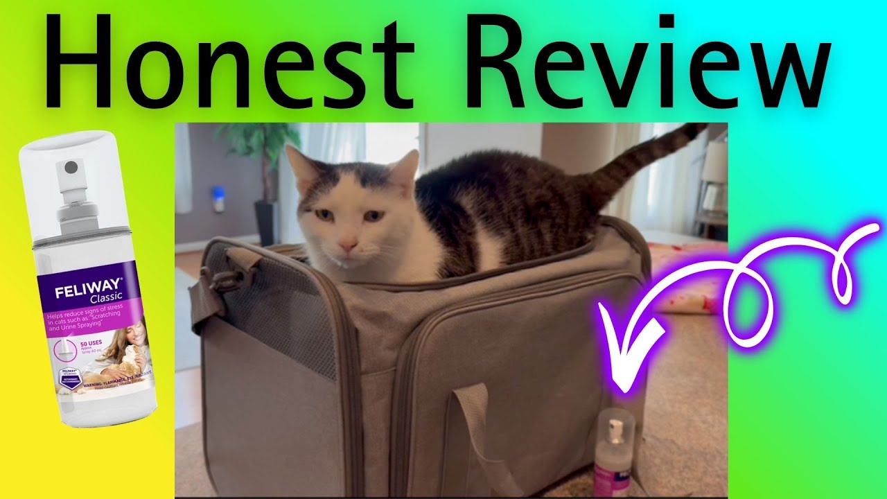 Feliway Classic Cat Calming Spray Review | How It Worked for My Senior Cat