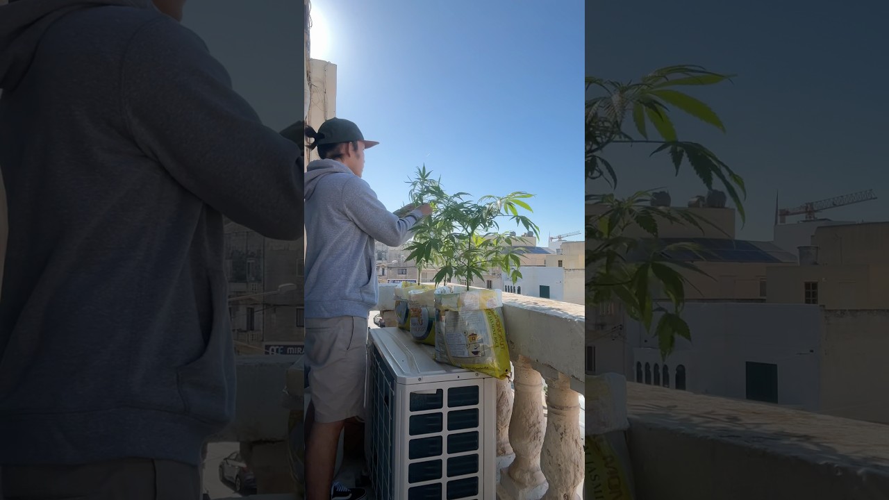 Three plants, zero stress🌱 