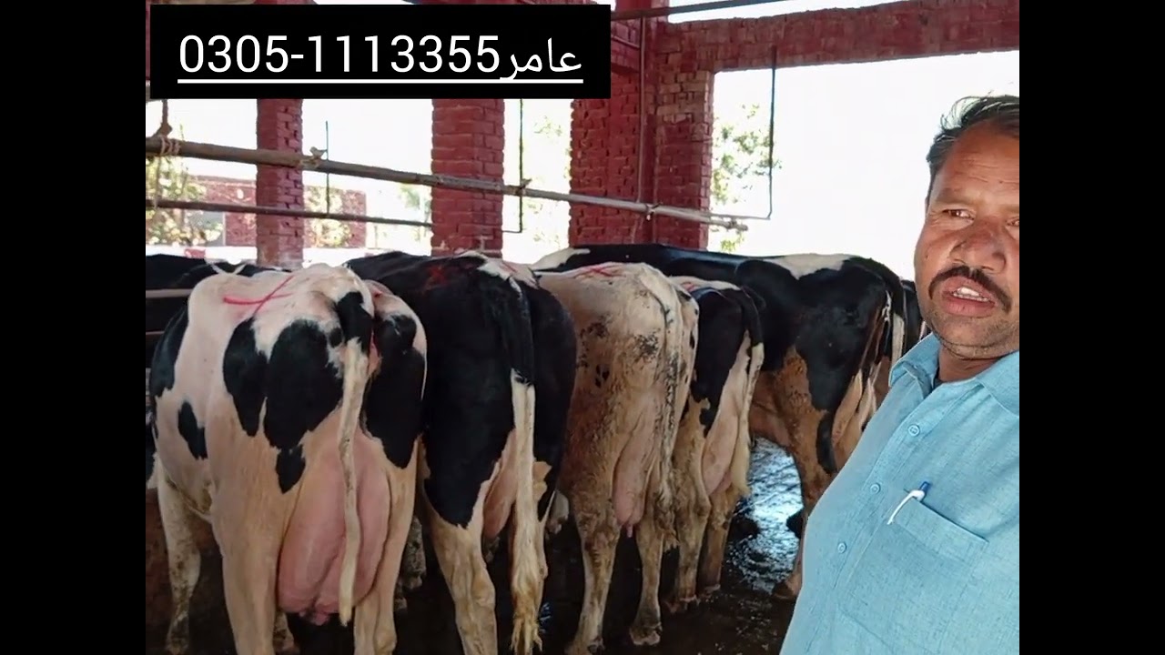 Imported Cows Latest Arrival | Dairy Farmers Alert