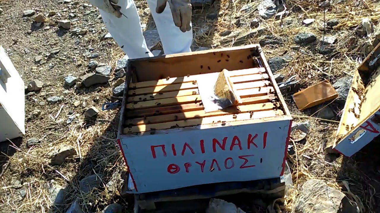 γυρεοπιτα και σφιξιμο μελισσιων