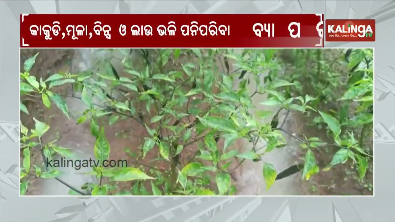 Heavy Rain in Koraput Brings Relief to Farmers, While Others Face Challenges || Kalinga TV