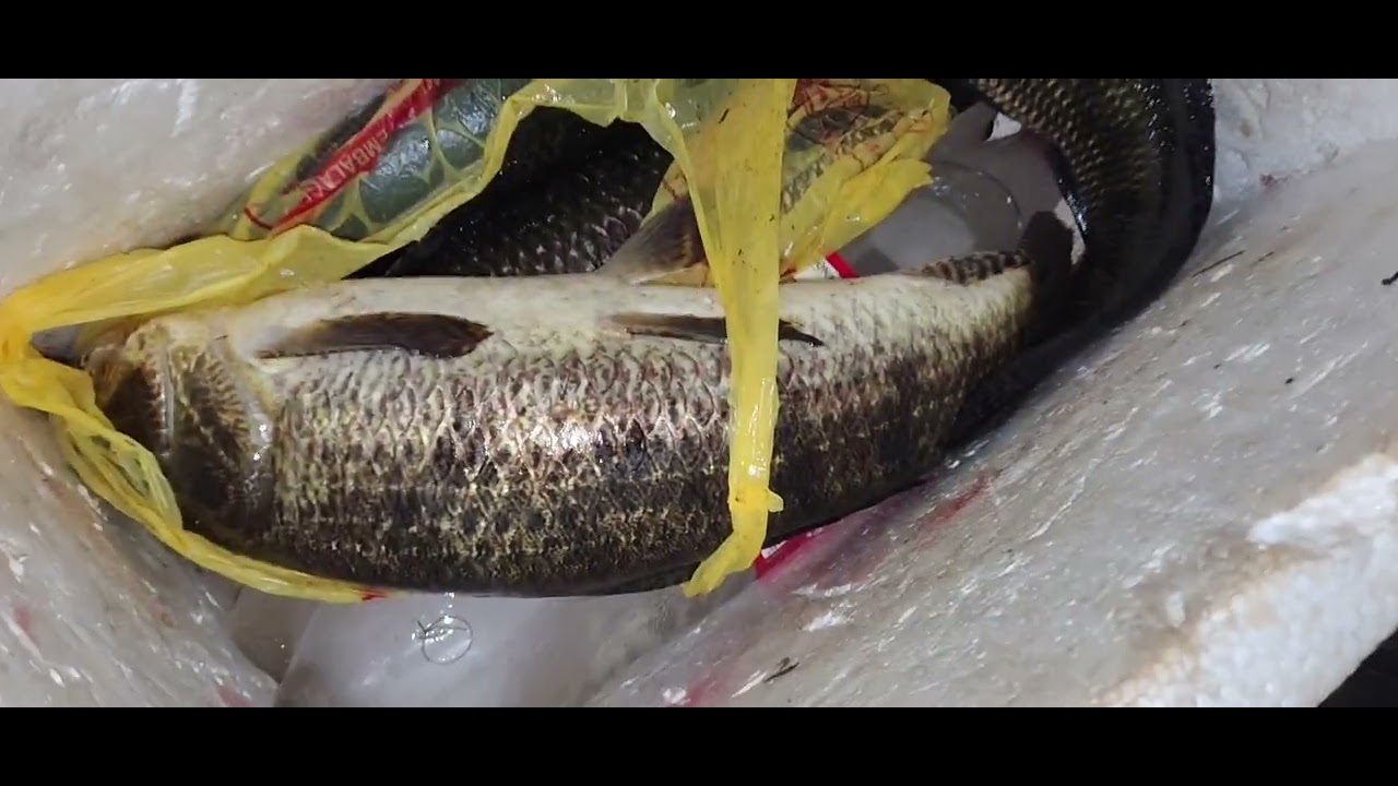Hoje rendeu nós açude nosso🎣🐟🐟Pt2