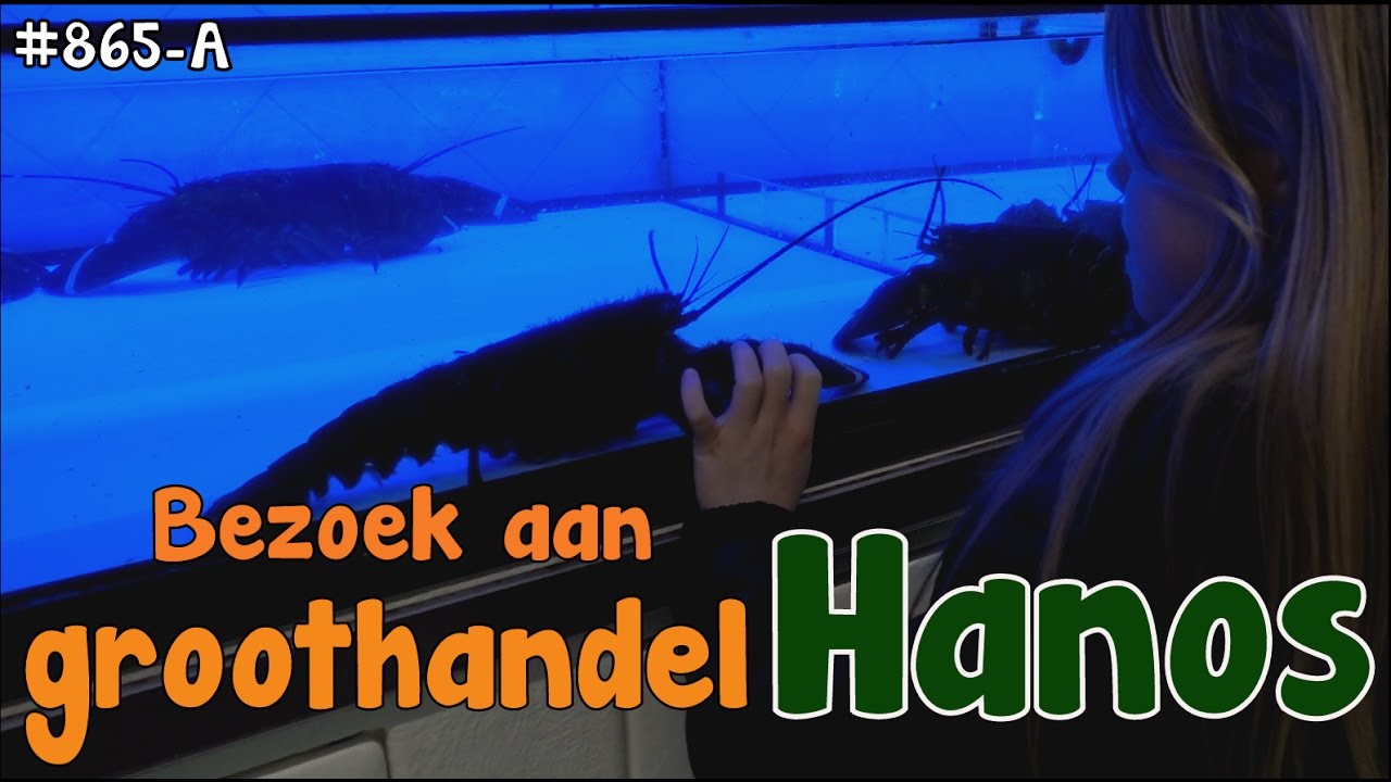 GROOTHANDEL HANOS te DELFT. Alles is daar MEGA GROOT.  MEGA SNOEP ZAKKEN, MEGA AANBIEDINGEN. #865-A