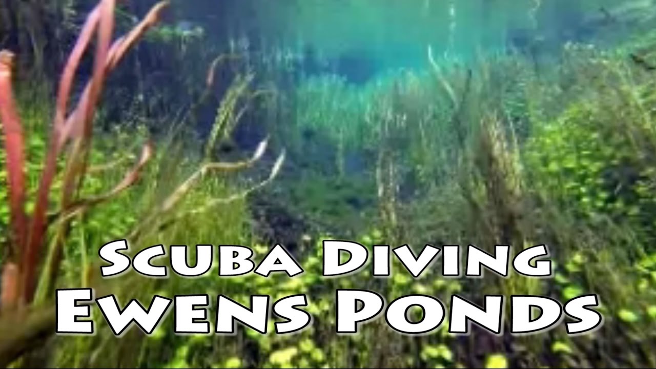 Scuba Diving in Ewens Ponds