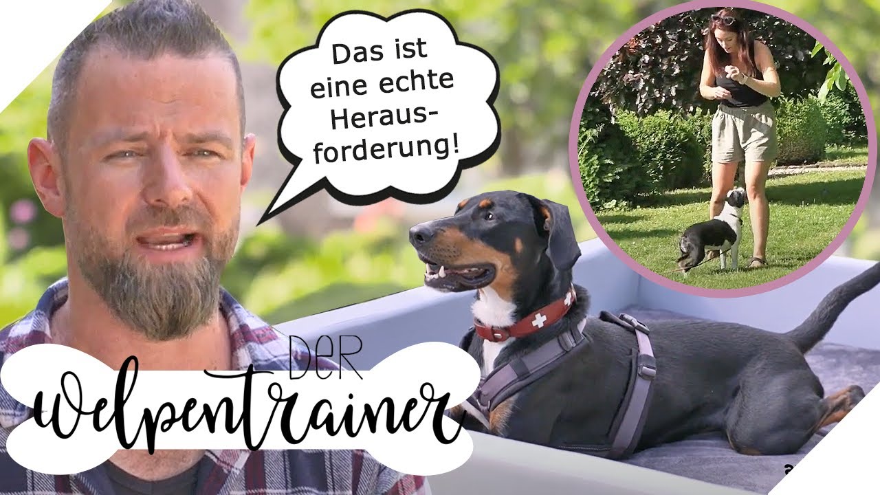 Den Druck bei Hundebegegnungen aushalten: Wie geht das? | Der Welpentrainer | sixx
