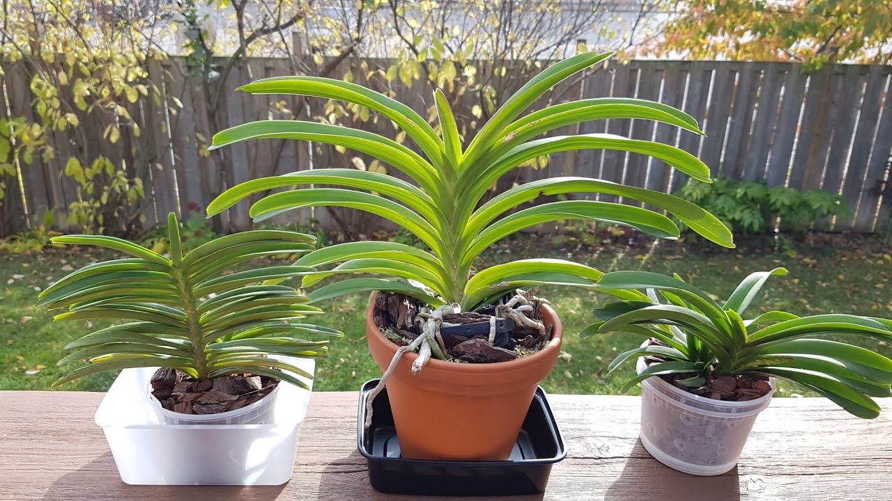 万代兰和百代兰 Vanda and Ascocentrum