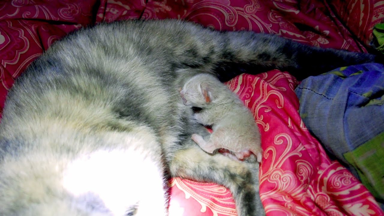 Mom cat gave birth to newborn kitten at night