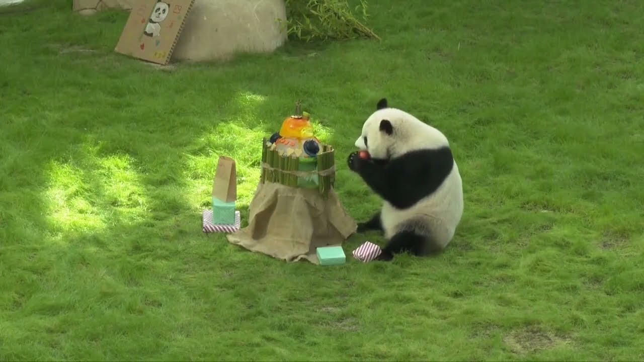 PANDA BIRTHDAY: Qatar Panda House marks panda Si Hai's 4th birthday