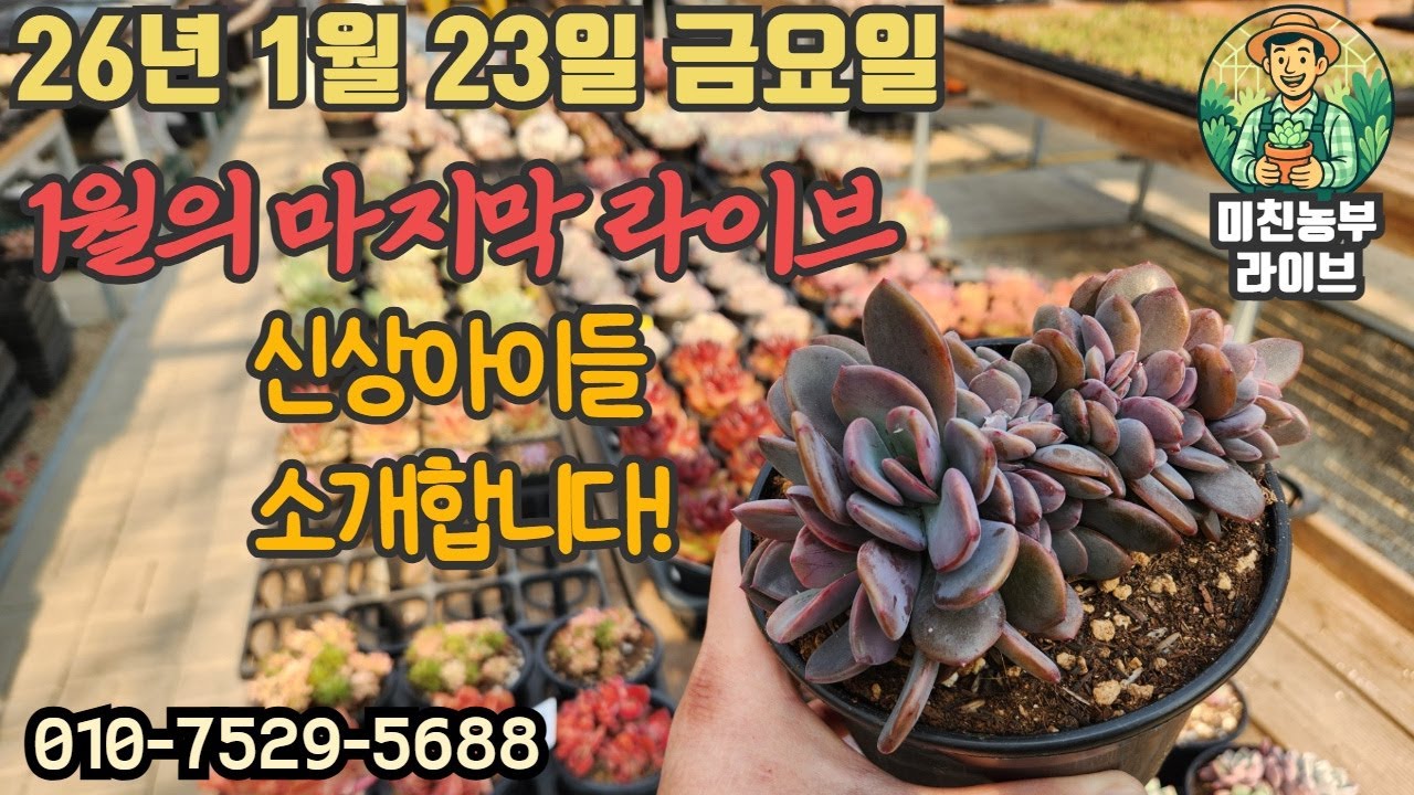 2026.1.23 미친농부 라이브 #다육#다육이#succulent#crazy farmer