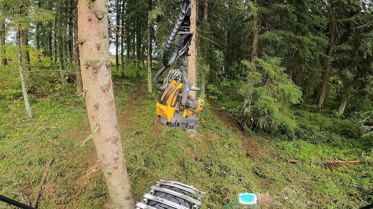 Kunnon kuusikko avohakuuta. Hakkuu kertymä 460 m3/ha tältä kuviolta. VR39 Ponsse Scorpion K H7 AC FC