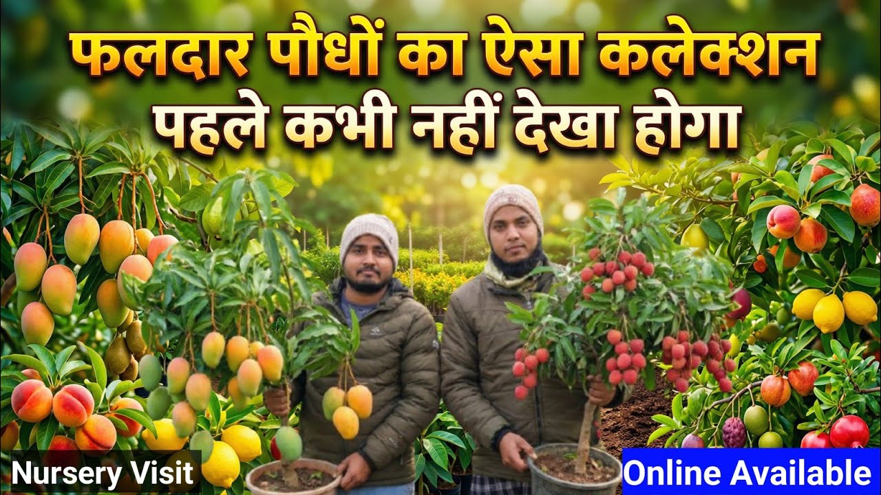 फलदार पौधों का ऐसा कलेक्शन पहले कभी नहीं देखा होगा | Nursery Visit At Malihabad 