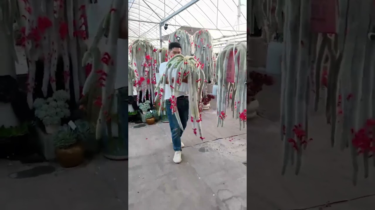 Zapierający dech w piersiach rozkwit kwiat&oacute;w kaktusa! 🌸✨