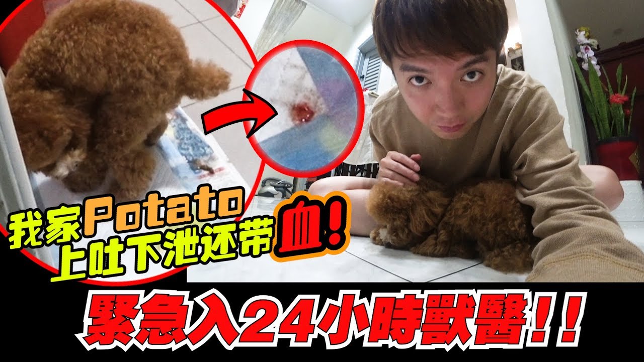 Potato上吐下瀉還帶血，緊急入24小時獸醫，希望potato快點好起來～【DailyVlog】