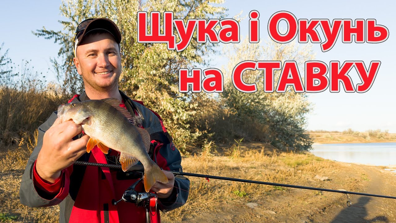 Щука та Окунь на СТАВКУ рибалка на силікон  осінній спінінг