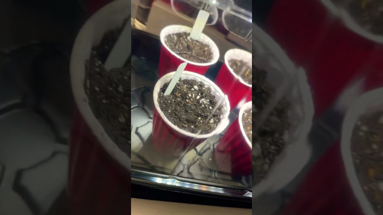 Ac infinity dome Kings Juice strain               WolfHouseFarms