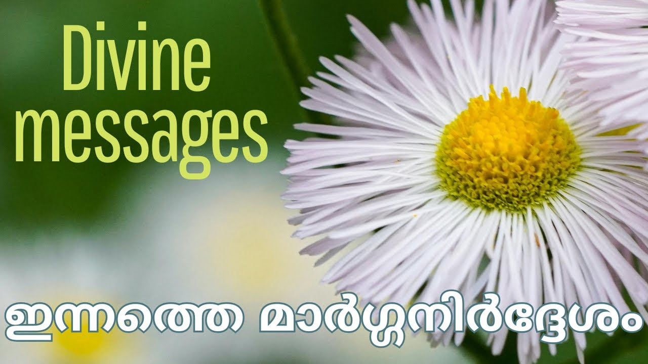 🍀ബുധനാഴ്ച JAN 28 2026 🕊️Today's Divine Messages🧿🎋#collective #january