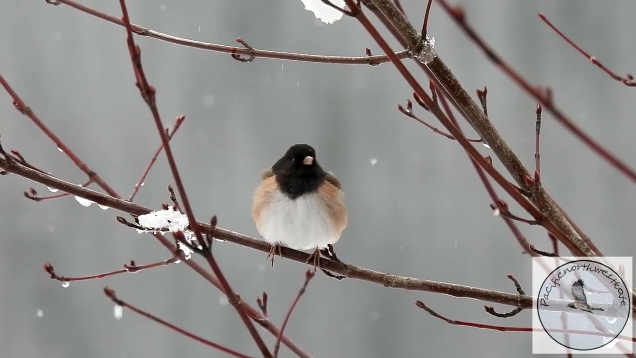 Unseasonal snowy day at the lake....