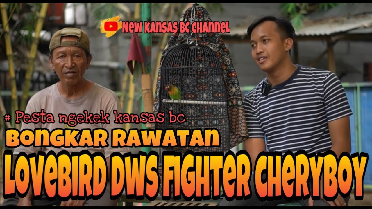 PERAWATAN LOVEBIRD DEWASA FIGHTER CHERYBOY// PESTA NGEKEK KANSAS BC