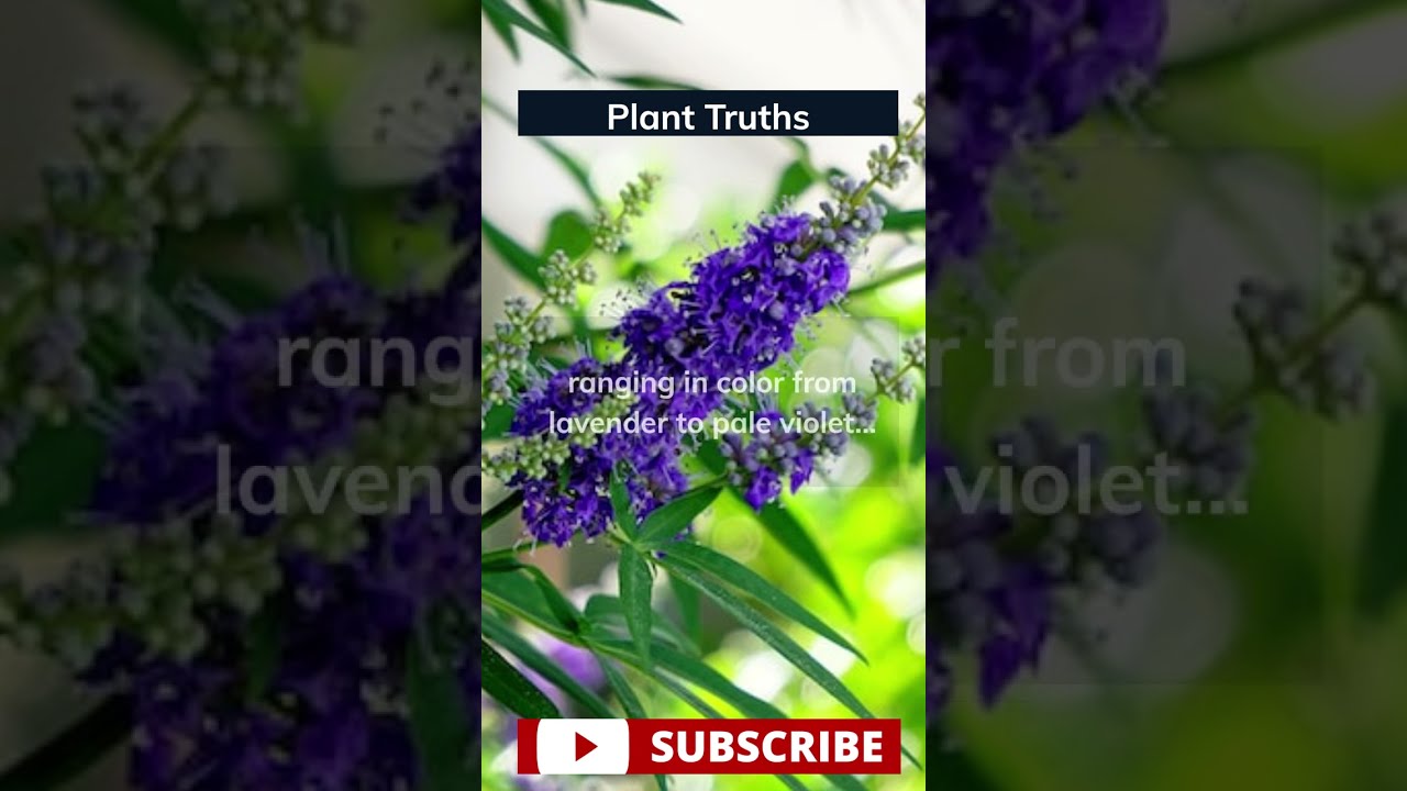Elevate Your Wellness Journey with This Remarkable Plant! 👇 #planttruths #chastetree #herbs