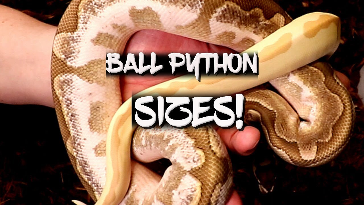 Balll Python Sizes - From Hatchling to Adult!