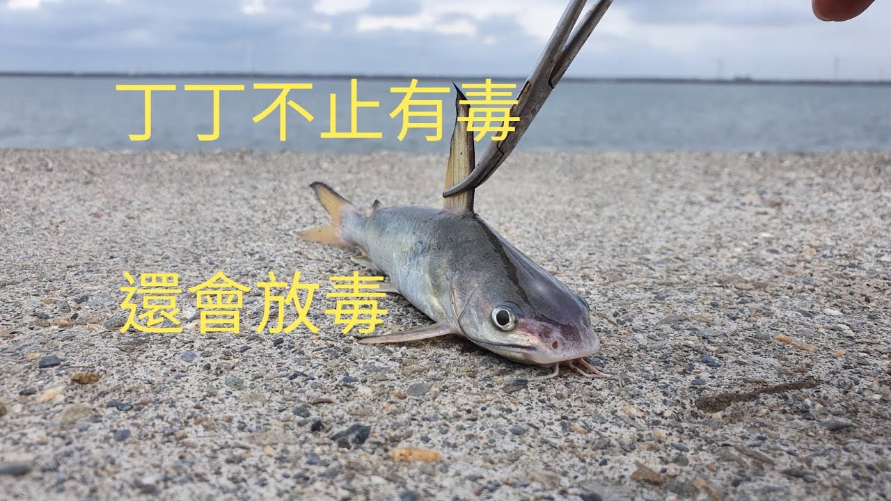2020/04/24Long shot鹿港北堤遠投，成仔丁肉當餌又遇到粗的來咬餌，挑戰細線搏大魚宣告失敗。