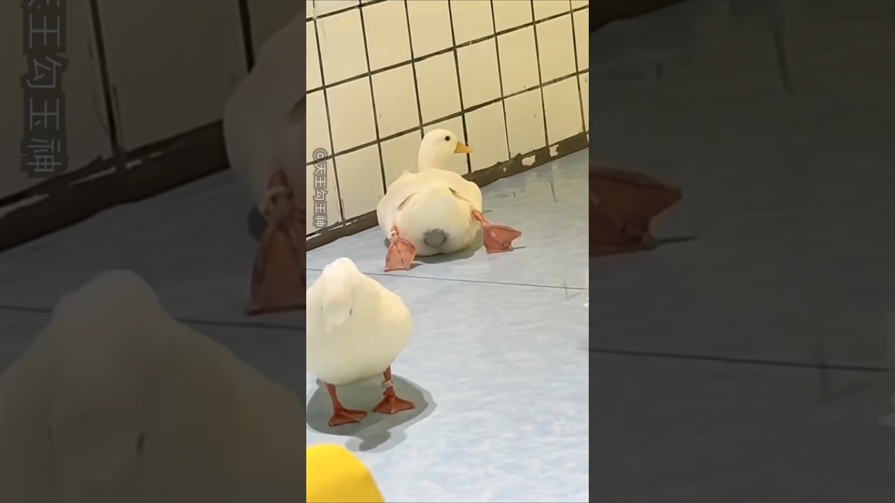 How a Duck Lays an Egg