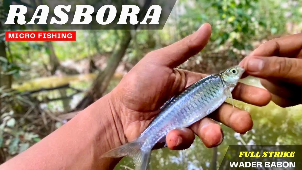 FULL STRIKE.!! Mancing Liar Dapatnya IKAN WADER BABON SUPER SEMUA 