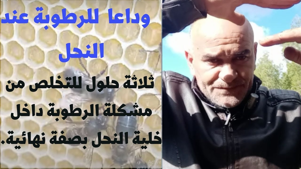 طريقة التخلص من الرطوبة داخل خلية النحل / ثلاثة حلول للتخلص من مشكلة الرطوبة في خلية النحل.