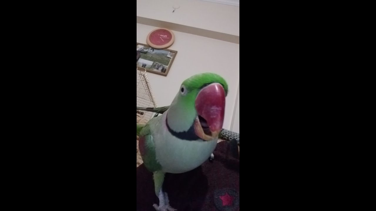 konuşan papağan alex bey  ,çalçene :)çekirdek sevenler derneği 