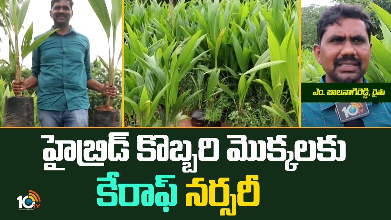 హైబ్రిడ్ కొబ్బరి మొక్కలకు కేరాఫ్ నర్సరీ | Malaysian Dwarf Coconut Variety | 10TV News