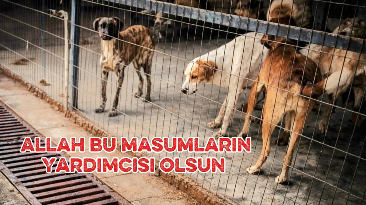 YAŞLI KIZIMI İYİ Kİ BURDA BULAMAMIŞIM. #sokakhayvanları#sokakkedileri
