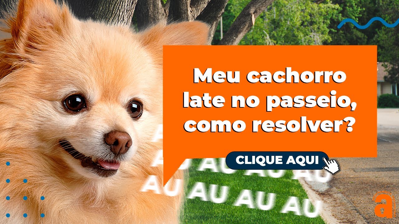 Meu cachorro late no passeio, como resolver? Na prática!