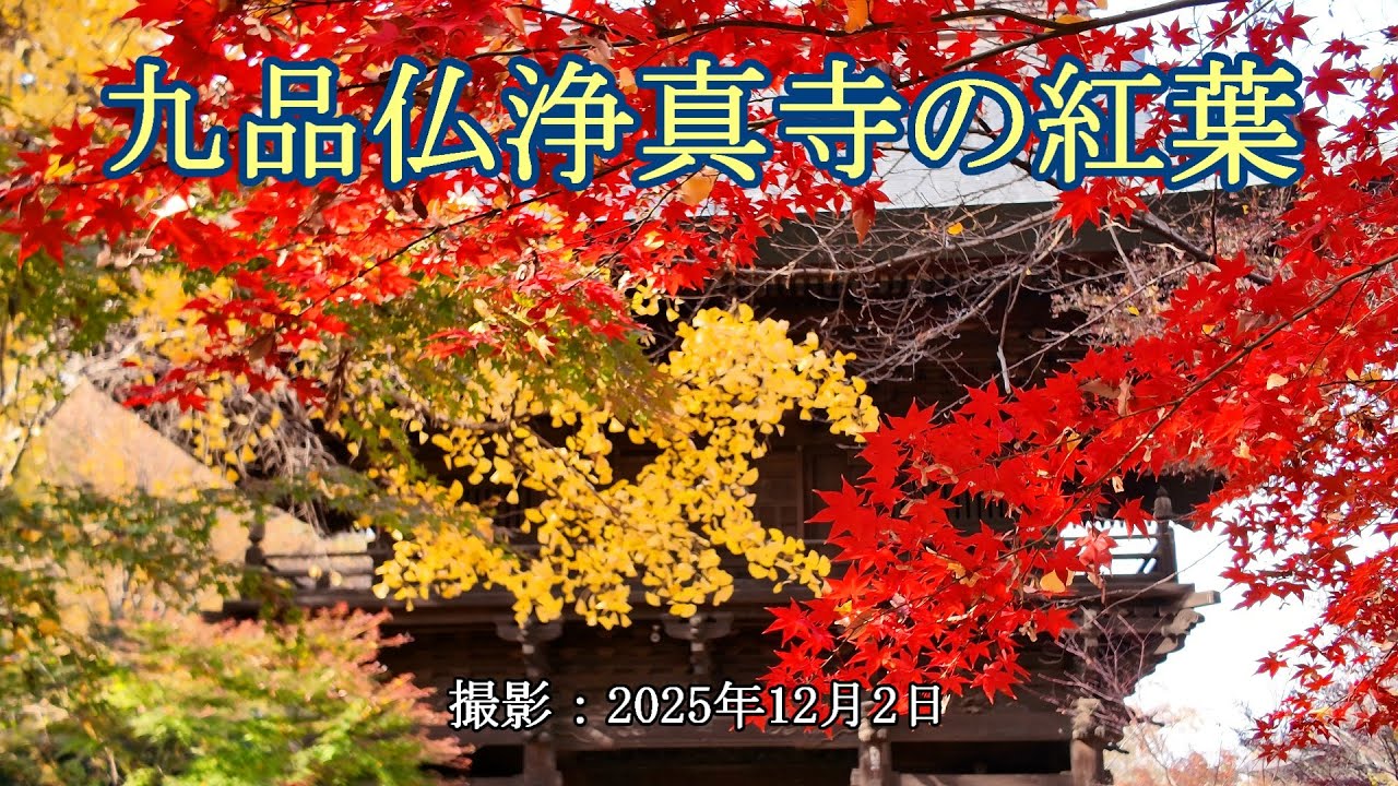 九品仏浄真寺の紅葉 [4K] Autumn leaves at Kuhonbutsu Joshinji Temple