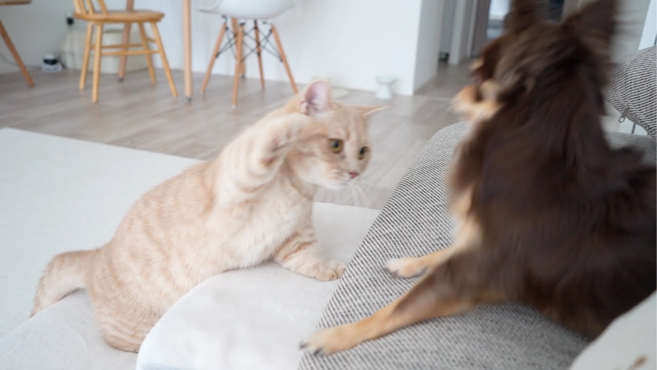 もちもちクリームパンを振りかざすも短足過ぎて一生届かないww